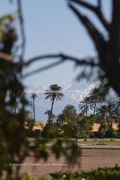 Image du Maroc Professionnelle de  La chaine de montagne du Haut Atlas enneigé surplombe la plaine du Haouz où de nombreux palmiers des jardins de l'Agdal Ba Ahmed apportent à ce paysage un contraste très accentué, le palmier fait partie de l'identité de la ville de Marrakech, le 3 Décembre 2012. (Photo / Abdeljalil Bounhar)